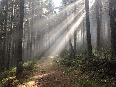 Weg im Wald